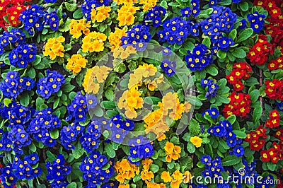 Colorful spring primroses. Primula flowers. Floral background Stock Photo