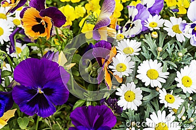 Colorful spring summer season flowers in garden with violets daisies and other greenery bright fresh nature park and outdoor Stock Photo