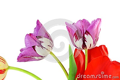 Colorful spring tulip flower as background with text copy space Stock Photo