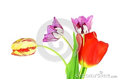 Colorful spring tulip flower as background with text copy space Stock Photo