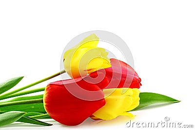 Colorful spring tulip flower on pure white background Stock Photo