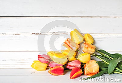 Colorful Spring Tulip Flowers in Yellow, Red, Orange Colors in a Bunch laying on white shiplap boards with room or space above for Stock Photo