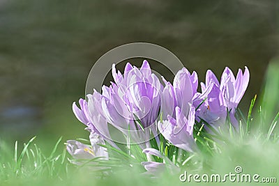 Colorful Springtime Corcus Bunch in Counterlight on a Green Lawn at a well , very shallow DOF Stock Photo