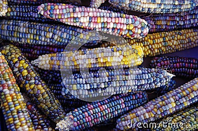 Colorful stack of Indian corn husks Stock Photo