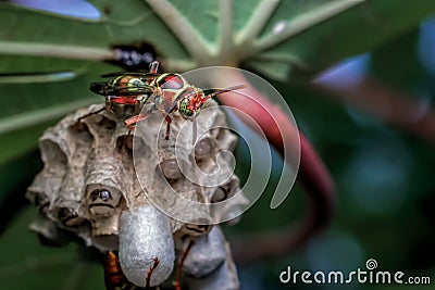 colorful stinging bees on the leaves Stock Photo