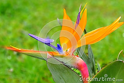 Colorful strelitzia royal flower on green blurred background Stock Photo