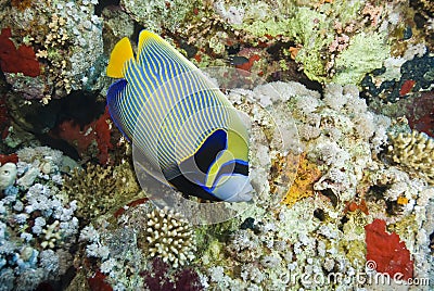 Colorful striped tropical Emperor angelfish. Stock Photo