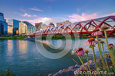 Colorful Summer Flowers By The Bow River Editorial Stock Photo