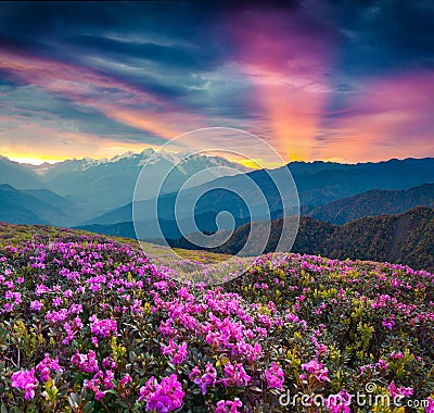 Colorful summer landscape with blooming rhododendron flowers. Stock Photo