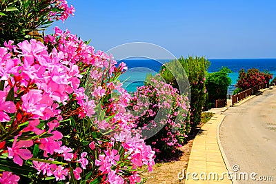 Colorful summer landscape for printing wallpaper Stock Photo