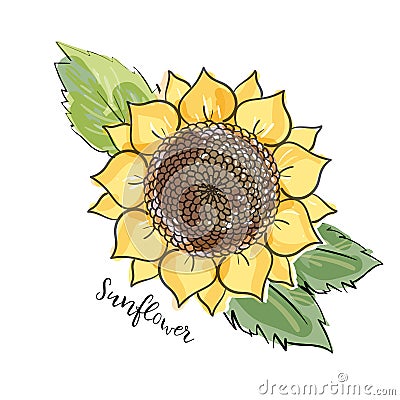 Colorful summer sketch, watercolor, marker copic imitaton style. Bright and blurred sunflower with leaves. Lettering inscription Cartoon Illustration