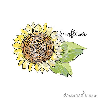 Colorful summer sketch, watercolor marker copic style. Bright and blurred sunflower with leaves. Lettering inscription sunflower. Stock Photo