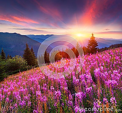 Colorful summer sunrise in the mountains with pink flowers. Stock Photo