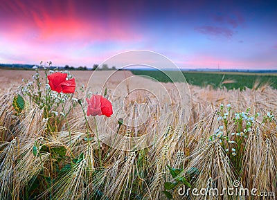 Colorful summer sunset on wheat field with poppies and daisies Stock Photo