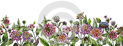 Colorful summer wide banner. Beautiful lantana flowers with green leaves on white background. Horizontal template Cartoon Illustration