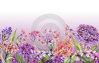 Colorful summer wide banner. Beautiful vivid iberis flowers with green leaves on pink background. Horizontal template. Cartoon Illustration