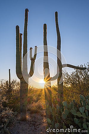 Colorful sunburst sunset of large Saguaro Cactus near Tuscon Arizona Stock Photo