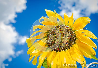 Colorful sunflower with colored seeds Stock Photo