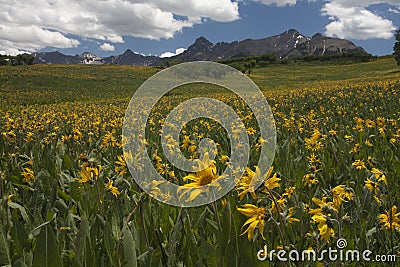 Colorful Sunflower Field Stock Photo