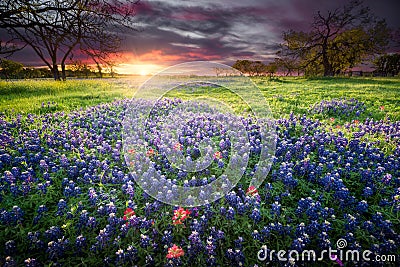 Colorful Sunrise and Bluebonnets in the Texas Hill Country Stock Photo