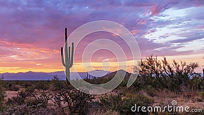 Colorful Sunrise In North Scottsdale Desert Preserve with Saguaro Cactus and Mountains in background Stock Photo