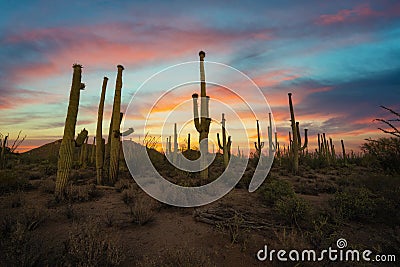 Colorful sunset at Saguaro National Park near Tuscon Arizona Stock Photo