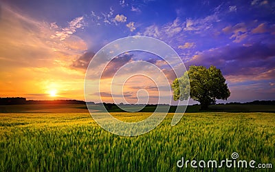 Colorful sunset scenery on open field Stock Photo