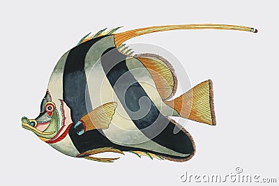 Colorful and surreal illustrations of fishes found in Moluccas Indonesia and the East Indies by Louis Renard 1678 -1746 from H Vector Illustration