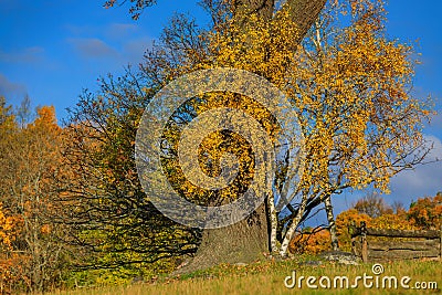 Fall landscape with fields of yellow grass and colorful leaves o Stock Photo