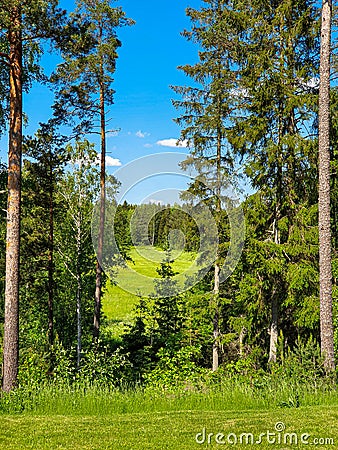 Colorful Swedish summer fields and forest with clear blue sky. Swedish nature in summer Stock Photo