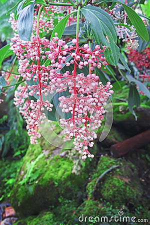 Colorful sweet pink flowers of medinilla cummingii naudin blooming in nature garden , bunch of beautiful rose grape hanging on Stock Photo