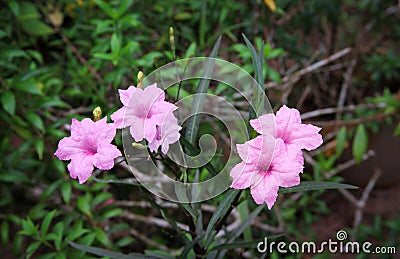 Colorful sweet pink waterkanon or ruellia tuberosa blooming and bud flower in garden , four pink inflorescence with green stem Stock Photo