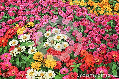 Colorful sweet zinnia violacea blooming in garden , nature multi colored ornamental Stock Photo