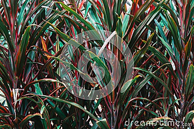 Colorful tall or long grass leaf for background textured. Stock Photo
