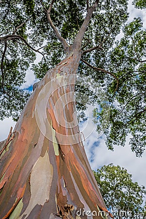 Colorful, tall Rainbow Eucalyptus Tree on Oahu, Hawaii Stock Photo