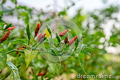 Colorful Thai Chili Pepper on tree Stock Photo