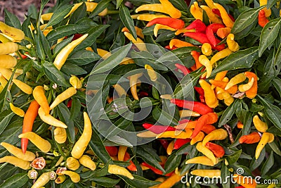 Colorful Thai Chili peppers on the plant Stock Photo