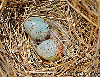 Colorful Tiny Bird Eggs Stock Photo