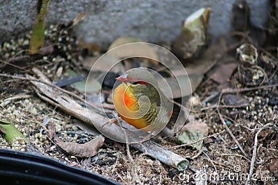 Colorful tiny green and yellow finch Stock Photo