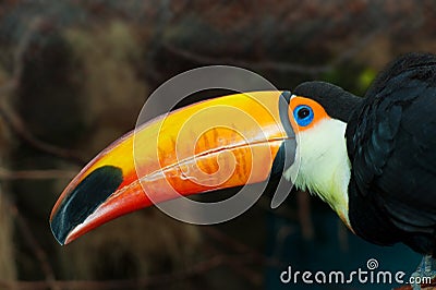Colorful toucan Stock Photo