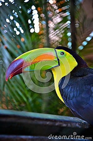 Colorful toucan Stock Photo