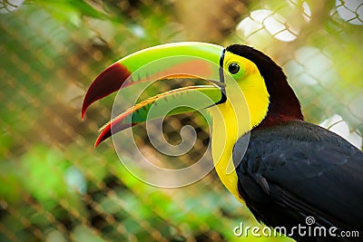 Colorful toucan bird Stock Photo