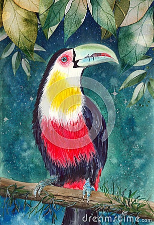 A colorful toucan on the tree branch Stock Photo