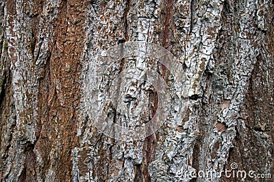 Colorful tree bark in nature. textured, organic Stock Photo