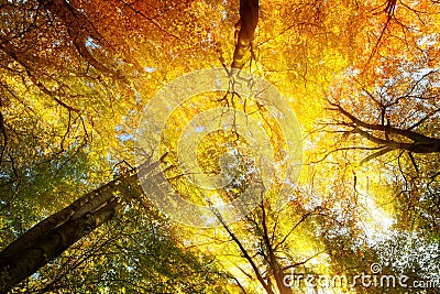 Colorful tree canopy with sunrays in autumn Stock Photo