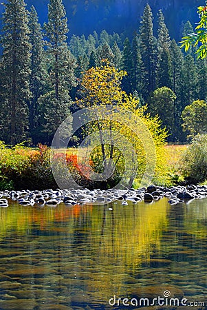 Colorful tree and foliage reflecting into the Merced River in Yo Stock Photo