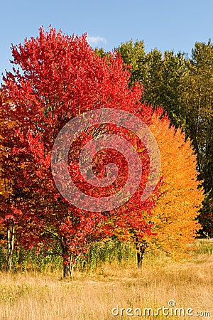 Colorful trees in autumn Stock Photo
