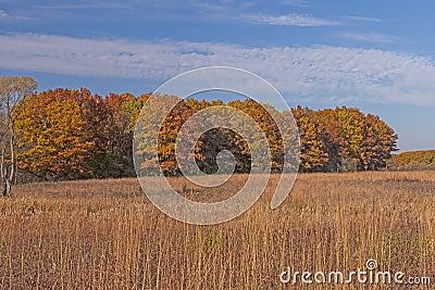 Colorful Trees Beyond a Tallgrass Prairie in Autumn Stock Photo