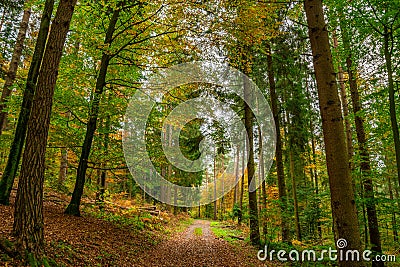 The colorful autumn in Black Forest / Schwarzwald, Germany Stock Photo