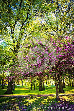 Colorful trees in Druid Hill Park, Baltimore, Maryland. Stock Photo